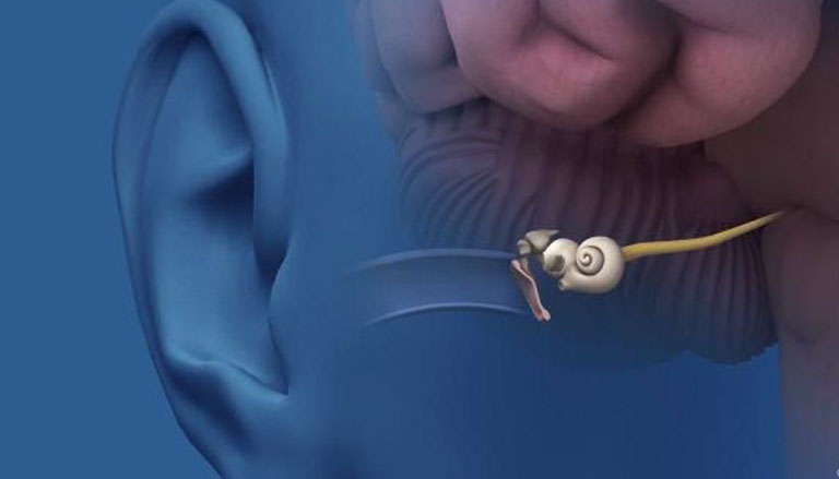 Learn about the most common ear diseases that affect the sense of hearing and balance functions