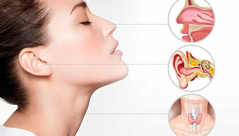 Adult Ear, Nose and Throat